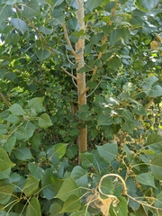 Populus fremontii