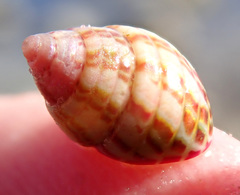 Prothalotia pulcherrima