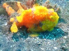 Antennarius maculatus