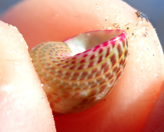 Prothalotia pulcherrima