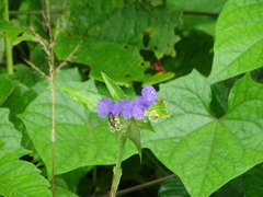 Commelina undulata