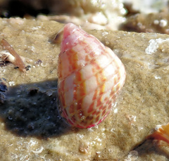 Prothalotia pulcherrima