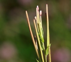 Epilobium glandulosum