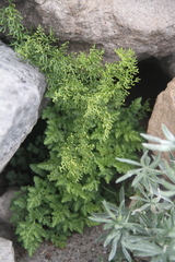 Cryptogramma cascadensis