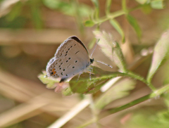 Cupido amyntula