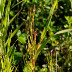 Epilobium glandulosum