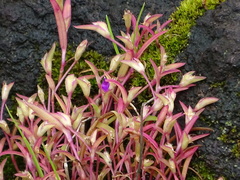 Cyanotis fasciculata