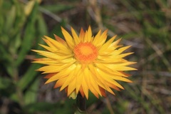 Xerochrysum subundulatum
