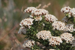 Ozothamnus alpinus