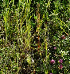Epilobium glandulosum