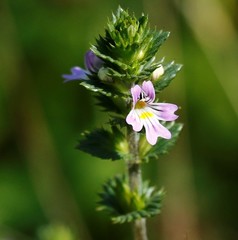 Euphrasia maximowiczii
