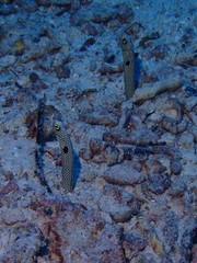 Heteroconger hassi