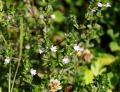 Euphrasia maximowiczii