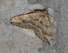 Epyaxa agelasta