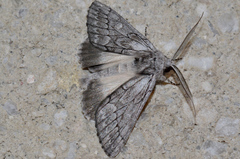 Cerura melanoglypta