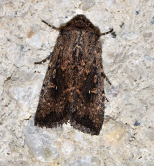 Dasygaster ligniplena