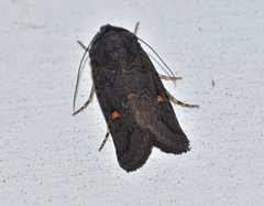 Proteuxoa bistrigula
