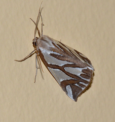 Thalaina inscripta