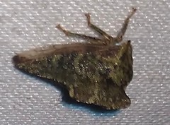 Telamonini