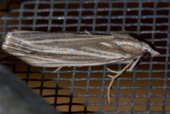 Rhynchopsota delogramma