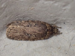 Agonopterix heracliana
