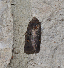 Proteuxoa bistrigula