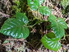Rubus nivalis