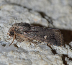 Proteuxoa bistrigula