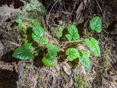 Rubus nivalis