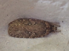 Agonopterix heracliana