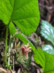 Rubus nivalis