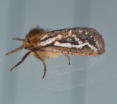 Fraus simulans