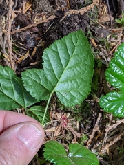 Rubus nivalis