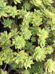 Sedum palmeri