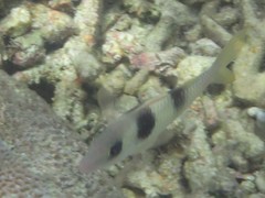 Parupeneus crassilabris