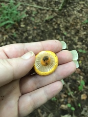 Russula flavida