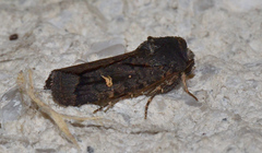 Proteuxoa microspila