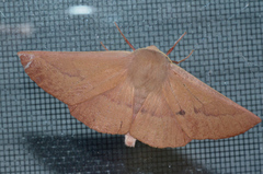 Monoctenia falernaria