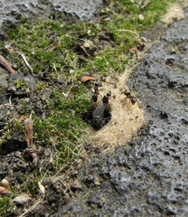 Lasius