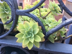 Sedum palmeri