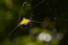 Gasteracantha dalyi