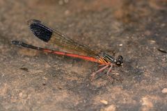 Euphaea pseudodispar