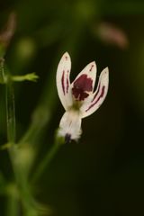Andrographis