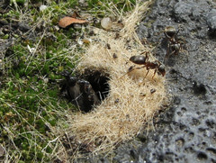 Lasius