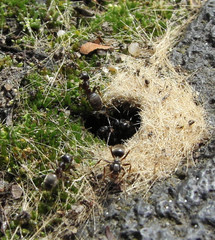 Lasius