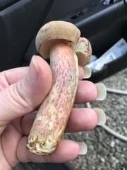 Boletus patrioticus