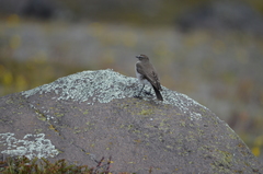 Muscisaxicola alpinus