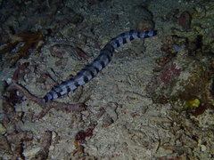 Gymnothorax enigmaticus