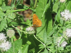 Boloria epithore