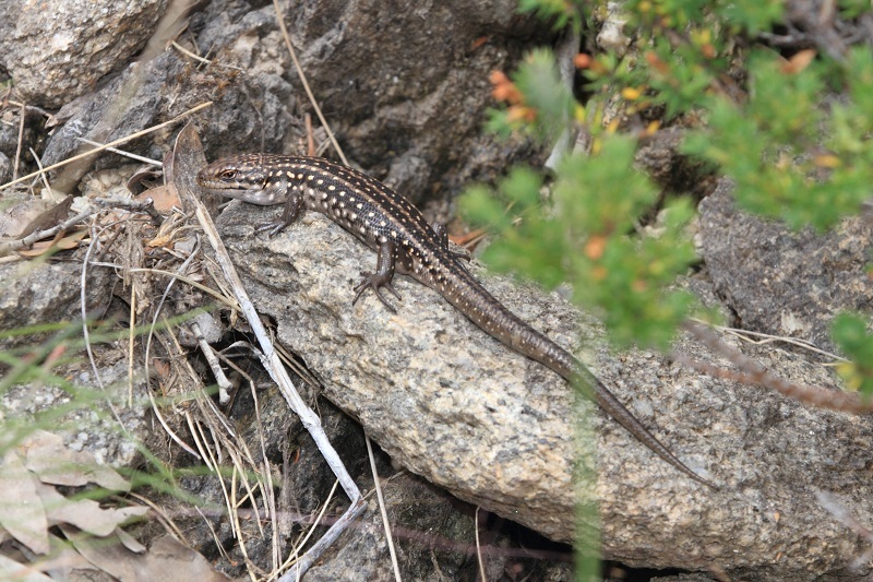 Guthega Skink